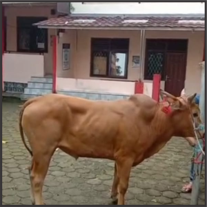 qurban 1